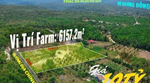 BÁN VƯỜN SẦU RIÊNG 6157m2 CÂY THÔNG TRONG – PHÚ QUỐC